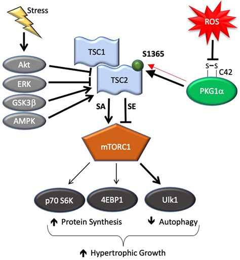 PKG1α Cysteine 42 Redox State Controls mTORC1 Activation in