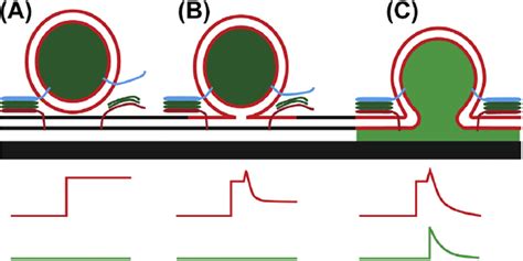 Figure 2 From Reconstituting Snare Mediated Membrane Fusion At The Single Liposome Level