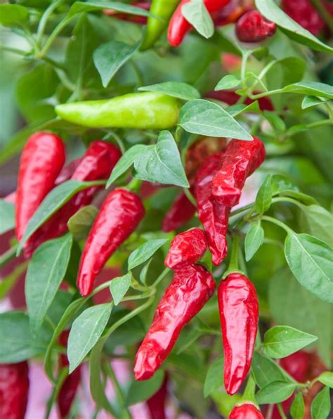 Come Coltivare Peperoncino In Vaso E A Terra La Guida Pratica