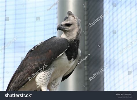 Harpy Eagle Harpia Harpyja Local Zoo Stock Photo 2188779577 | Shutterstock