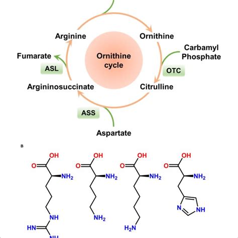 | Structure of cholecystokinin and caerulein and their effects on ...