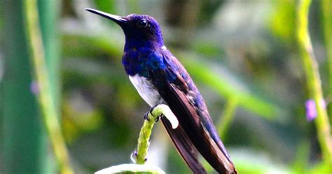 Trinidad & Tobago: Asa Wright Nature Centre & Bird Sanctuary | GetYourGuide