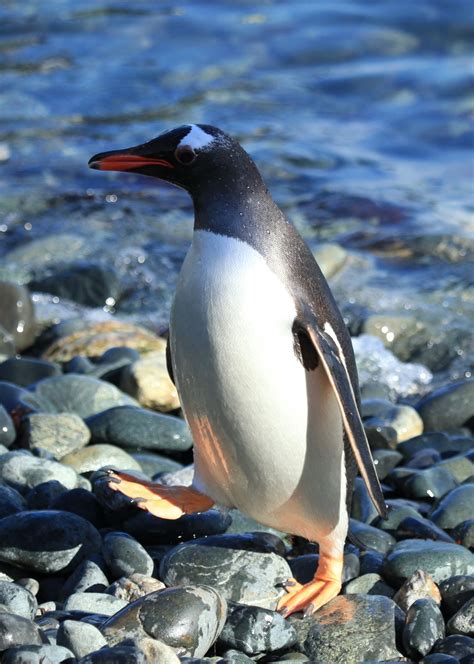 Gentoo Penguin Happy Feet Fanon Wiki Fandom Powered By Wikia