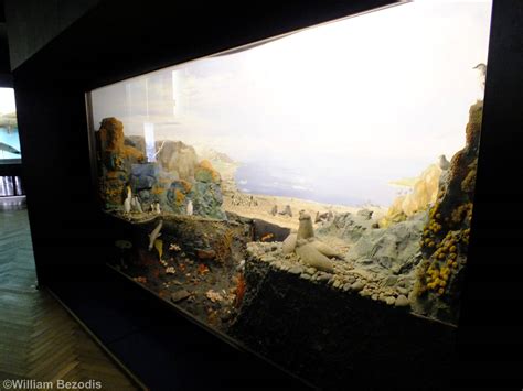 Antarctic Display - Gdynia Aquarium - ZooChat