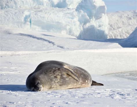 Summer Weather in Antarctica – ANSMET, The Antarctic Search for Meteorites