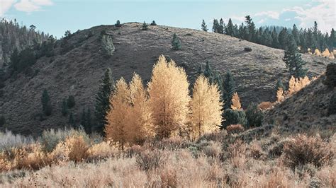 Medicine Bow National Forest - Things Done Framed