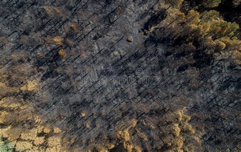 Drone Aerial View of a Forest Burnt by Forest Fire Stock Image - Image of blaze, australia ...