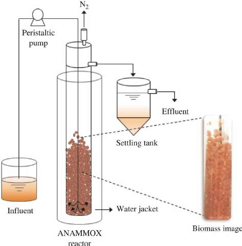 | ANAMMOX reactor schematic diagram with feeding details and biomass ...