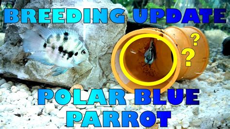 Blue Polar Parrot Laying Eggs YouTube