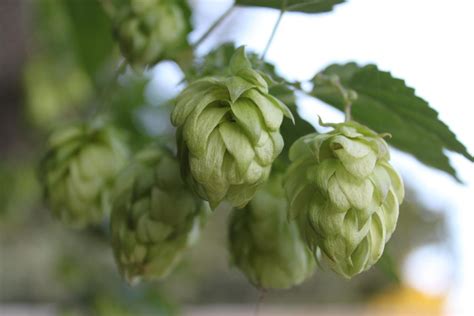 Хмель для пива: руководство для начинающих и не только. Какие формы ...