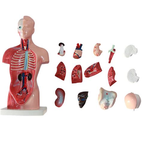 Buy Human Body Model For Kids 4d Anatomy Model Human Body Anatomical