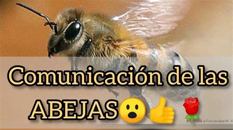 COMUNICACIÓN DE LAS ABEJAS YouTube