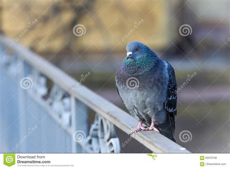 Pombo Feroz Igualmente Chamado Pomba Da Cidade Pombo Da Cidade Ou