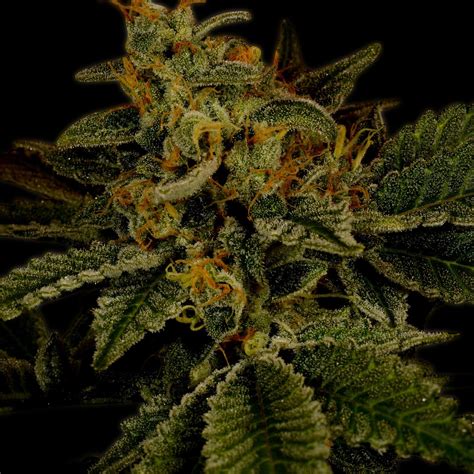 Buy Hindu Kush Feminized Seeds Premium Cultivars