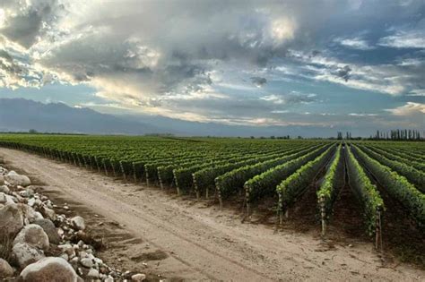Malbec Wine Guide: Origin, Taste, Style, Food Pairing
