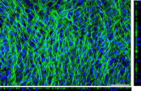 Confocal Images Of The Bioprinted Arpe Cell Monolayer On Ultrathin