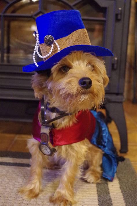 cowboy hat for cats 5