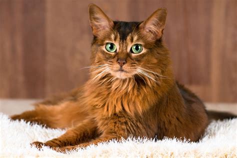 Somali Cat Breed Profile Characteristics Care