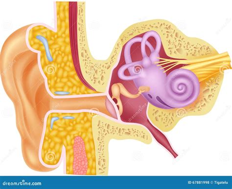 Cartoon Illustration Of Human Internal Ear Anatomy | CartoonDealer.com #67881998