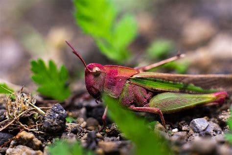 100+ Free Hopper & Insect Photos - Pixabay