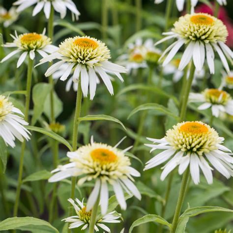 Szkółka Bylin Dobrepole - Echinacea 'Cherry Fluff' - jeżówka