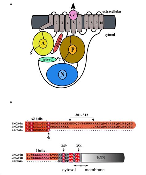 A General Architecture Of The Plasma Membrane Ca 2 PMCA