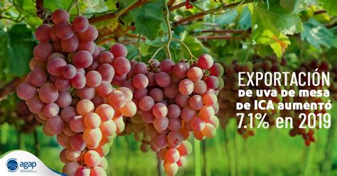 La Uva Es La Principal Fruta De Exportaci N De Per