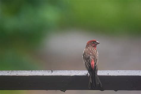 Purple Finch | BirdForum
