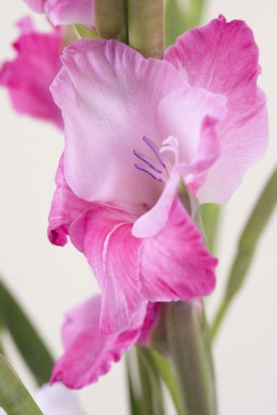 Gladiolus Varieties | Home Guides | SF Gate