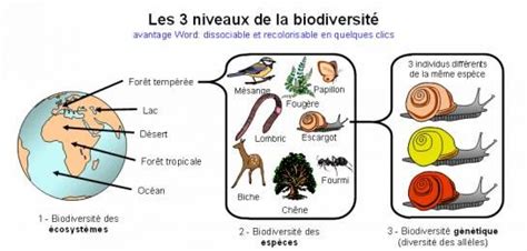 Activit La Biodiversit Actuelle Et Passee Site Des Sciences Au