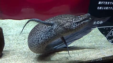 African Fish In Kawasui Kawasaki Aquarium Vol