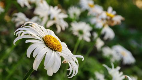 Daisy flower HD wallpaper | 4K UHD, desktop background, picture, summer ...