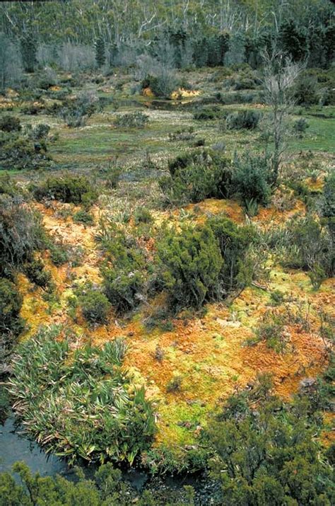 Sphagnum bog - ANBG Bryophyte website