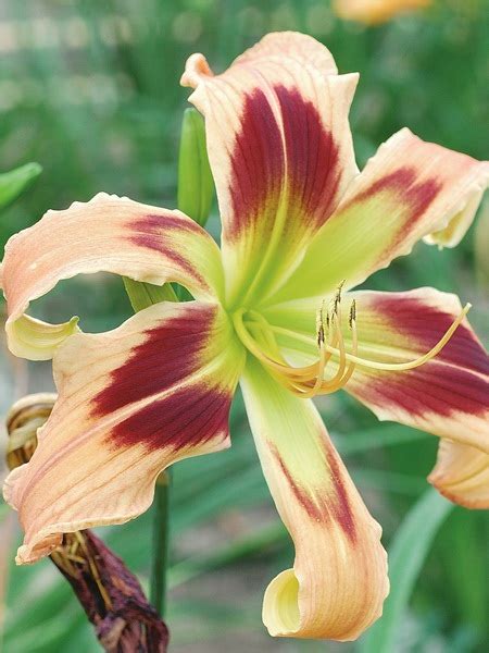 Hemerocallis Wild And Wonderful 9 Cm Pots