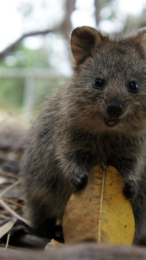 Quokka Wallpapers Top Free Quokka Backgrounds Wallpaperaccess