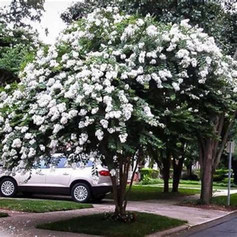 Crepe Myrtle Etsy