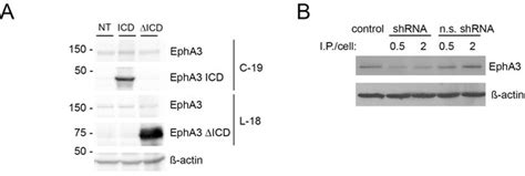 Figures And Data In Presenilin Secretase Dependent Epha Processing