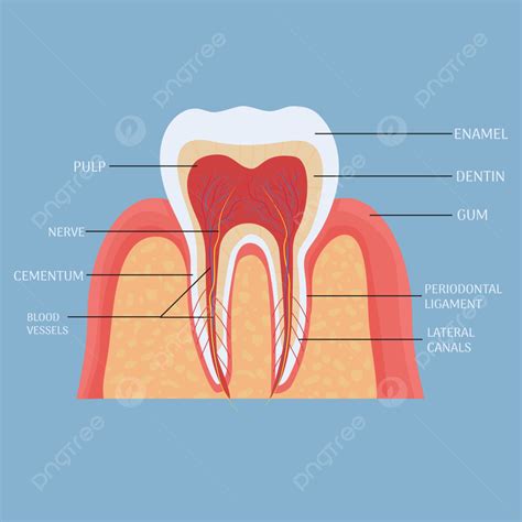 Gambar Anatomi Gigi Manusia Png Vektor Psd Dan Clipart Dengan