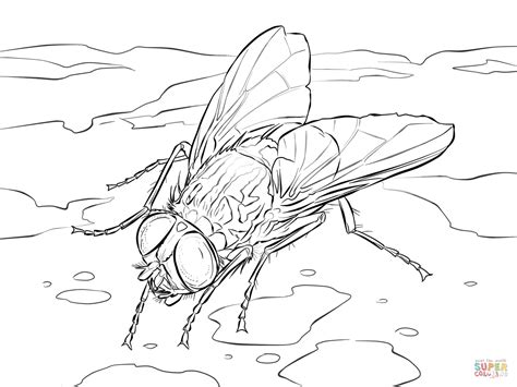 Coloriage Mouche Domestique Coloriages Imprimer Gratuits