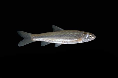 Rio Grande silvery minnow | FWS.gov