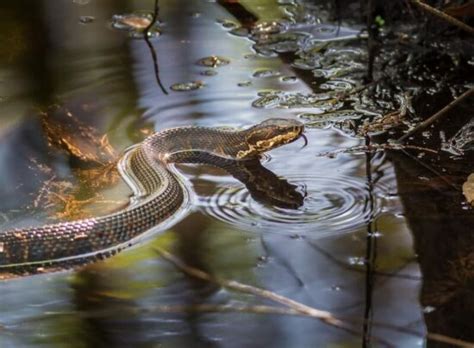 Can Snakes Bite Underwater? Here's The Real Answer