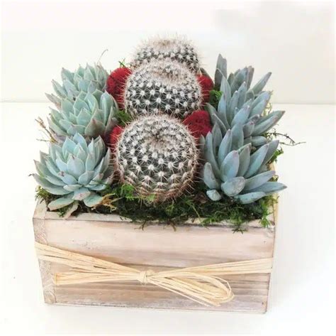 Succulent Gift Arrangement in Wooden Box