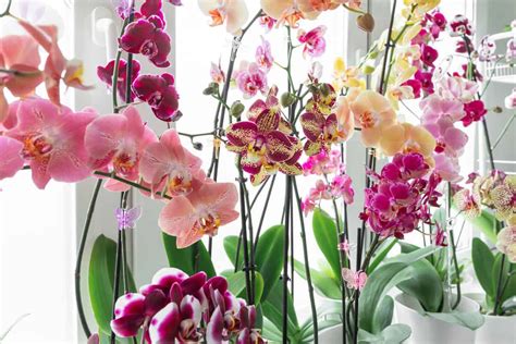 How To Grow And Display Orchids Indoors A Comprehensive Guide With 21 Tips