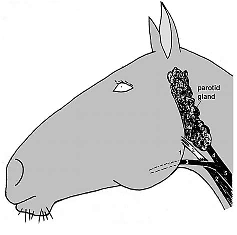 Part 1: Neck – Dissection Lab Guide for Ungulate Anatomy