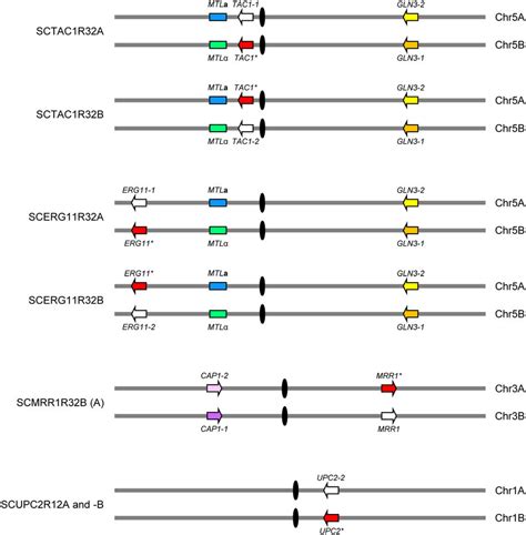 Schematic Showing The Location Of Mutated TAC1 ERG11 MRR1 And UPC2