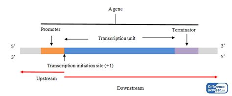 Difference Between Upstream And Downstream Dna Upstream Vs Downstream Dna