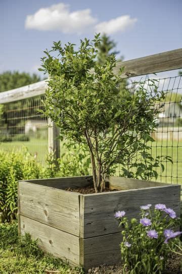 Raised Box For Blueberries Blueberries And Cranberries Get Their Own