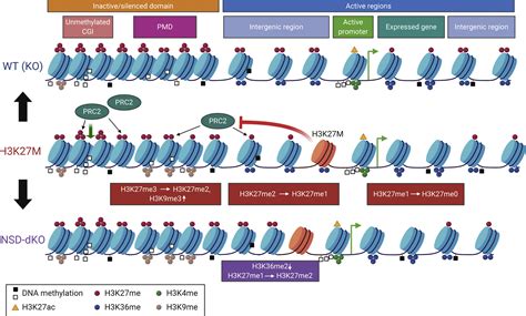 H3k27m In Gliomas Causes A One Step Decrease In H3k27 Methylation And