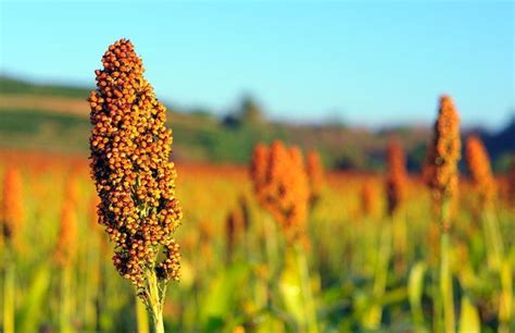 How to Grow Sorghum Hunker Céréale Alimentation animale Farine de