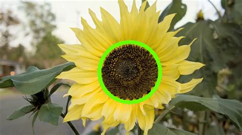 How To Care For Sunflowers 15 Steps With Pictures Wikihow